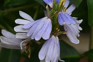 2025-08039869 Tower Hill Botanic Garden, MA